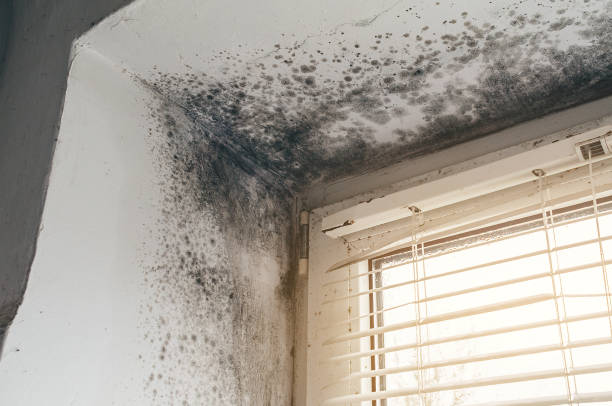Affordable Mold Cleanup solutions in Somerville, MA