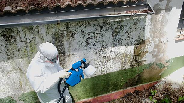 Trusted Mold Inspection service in Somerville, MA - Cheap Mold Removal